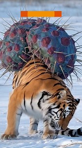 24K views · 476 reactions | Against All Odds How a Polar Bear’s Call Saved a Siberian Tiger #animalrescue #polarrescue #tiger | Improve Your Knoledge | Facebook