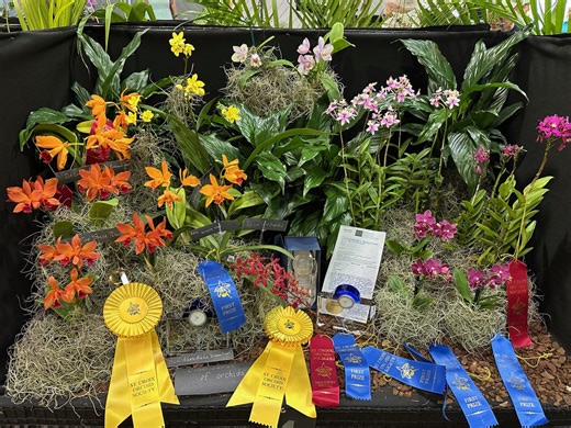 Orchids for All Seasons: The 54th Annual Orchid Show and Sale, Opens Friday