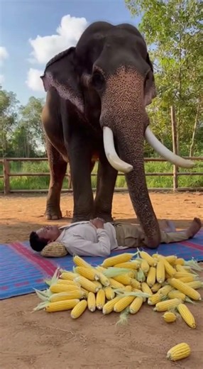 Giant Elephant & Sleeping Man: An Incredible Bond! 🐘😱 #Shorts