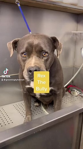 Rex the bully 🤩 #groomer #bath #bullydogs