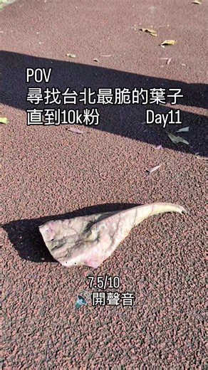 尋找臺北最脆的樹葉 day 11 我們一起衝上10K!