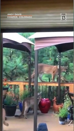 3.4M views · 9.5K reactions | A Colorado man was about to head out for a morning run, but stayed inside when he spotted four mountain lions on his porch! STORY: https://bit.ly/2LWuI9V | FOX 13 News - Tampa Bay | Facebook