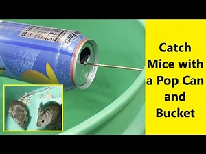 How To Catch Mice with a Pop Can and Bucket