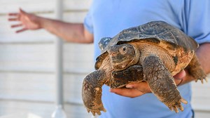A rare species: Gopher tortoises released at Camp Shelby through conservancy program