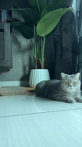 954 reactions · 60 shares | 谁家猫咪还没吃过这款酸奶冻干吖？真的会爱死好吗~殺 RoyalHug...