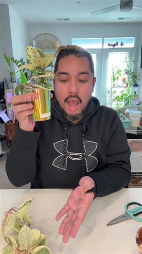 I did it!!! Now who wants a cutting?? 🤪🤑 #plantsoftiktok #houseplants #hoya #hoyamadarasnowangel #fyp