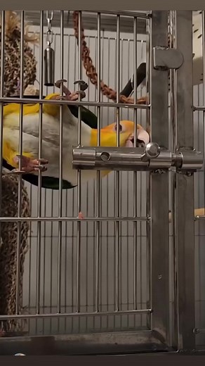 57K views · 1.1K reactions | Smart Parrot opened his cage and escaped  smart bird white head caique #fun #bird | fine feathered friends | Facebook