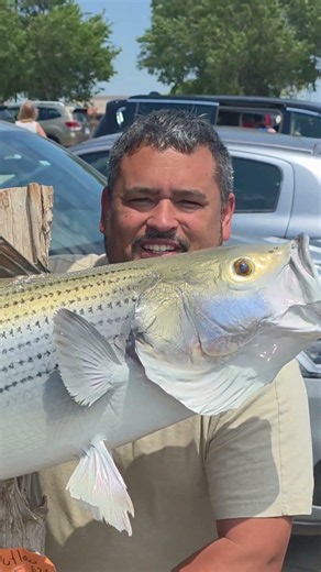 20 Lb Striped Bass!! #fishing
