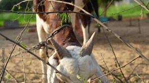 Goat in nature. Goat eats leaves from a branch on a tree. Close-up. Indian Goat grazing green grass and tie with a pole