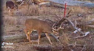 #bowhunting #whitetail #deerhunting #bigbuck #foryou