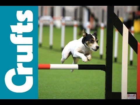 Agility - Championships Final - Medium Dog - Winner - Crufts 2012