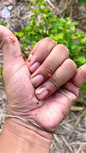 Ants are actually adorable 🐜 #nature #ants #cute