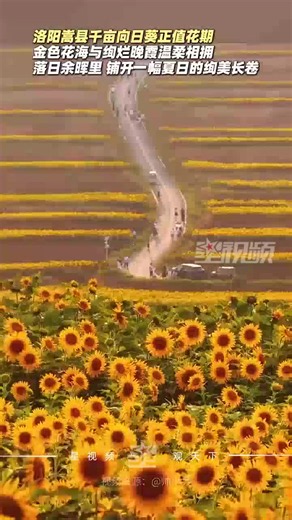 洛阳嵩县千亩向日葵正值花期，金色花海与绚烂晚霞相拥