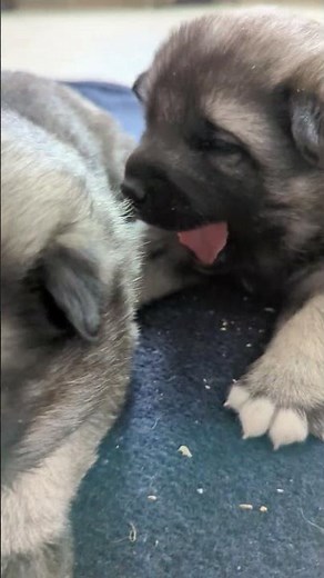 Kerrie's Litter - Norwegian Elkhound Puppies