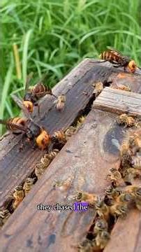 Hornets Attack Bees, But the Bees Get the Last Laugh!#bee #wasp #animals #wildlife #fyp