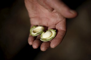Is it nuts to grow almonds during a drought?