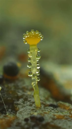 The Oxygen Project.es on Instagram: "Este diminuto organismo ha desarrollado una estrategia explosiva para sobrevivir. Pilobolus crystallinus, también conocido como hongo "lanzador de sombreros" o "cañón de estiércol", prospera en el estiércol y ha desarrollado una asombrosa forma de propagar sus esporas. Dado que los animales de pastoreo evitan comer hierba cerca del estiércol, Pilobolus expulsa sus esporas a velocidades vertiginosas (hasta 90 km/h) mediante una vejiga llena de líquido presuriz