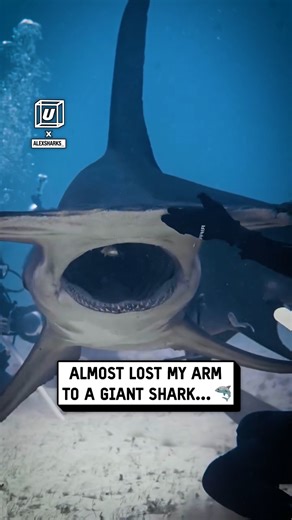 1.2M views · 5.4K reactions | Biggest hammerhead shark alert 勞 | UNILAD | Facebook