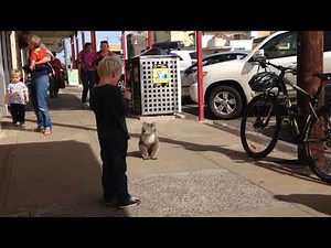 Here Comes The Koala - A Translation