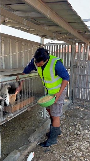 feeding and cleaning the ducklings' enclosure 🐥 #animalshorts #duck #farming #farmer #farmlife