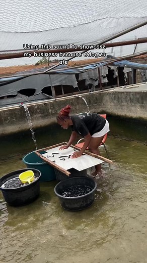 Catfish Farming in Nigeria: Sustainable Practices Unveiled
