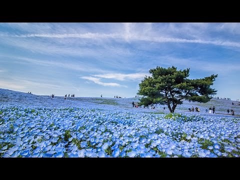 [ 4K Ultra HD ] 青い絶景 ひたち海浜公園のネモフィラ - Nemophila Hills at Hitachi Seaside Park - (shot on NX1)