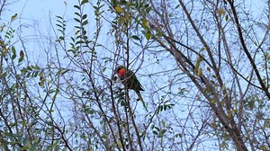 Rainbow Lorikeet Pair Fly From Branch To Branch in A Gum Tree, SLOW MOTION