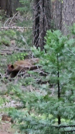 Calling in a Bear - Subscribe! ‪@OldSoulOutdoors‬ #hunting #hiking #bear #wildlife