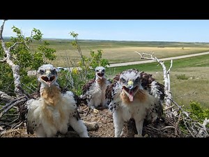Home for Hawks: A Guide to Installing Ferruginous Hawk Nesting Platforms