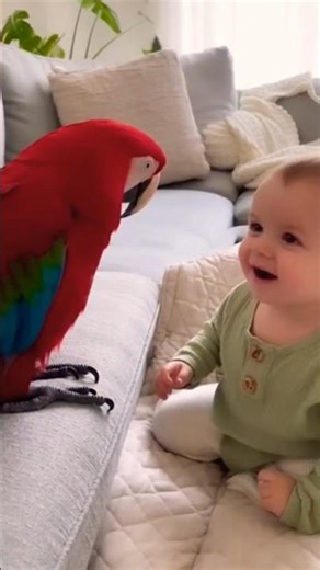 Macaw Bird Full Talking