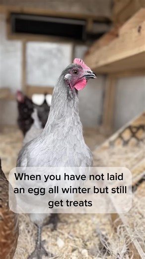 Winter Care Tips for Your Chickens and Birds