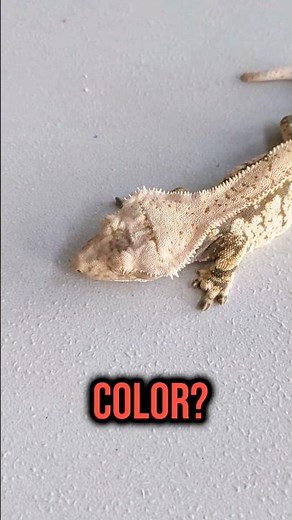 Did You Know Crested Geckos Can Change Color?