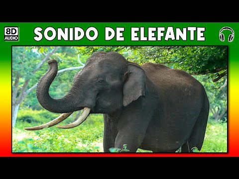 elephant sound