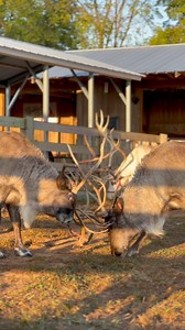 8.6K views · 241 reactions | Reindeer games 歷歷 | The Reindeer Farm | Facebook