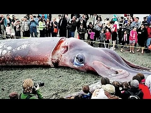 The Mysterious GIANT SQUID - The Real Life KRAKEN (Architeuthis) The Largest Invertebrate in the ...