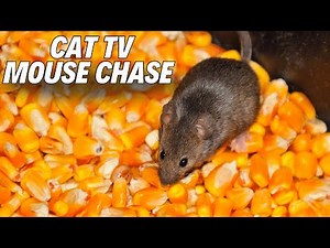 TV FOR CAT - Entertainment Video for Cats to Watch🐭Chasing mice