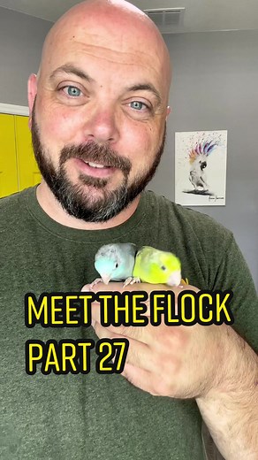Meet the Flock: The Parrotlets Story