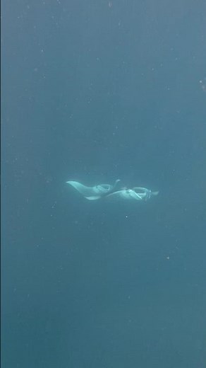 I found manta ray couple it’s amazing 😻 #mantaray