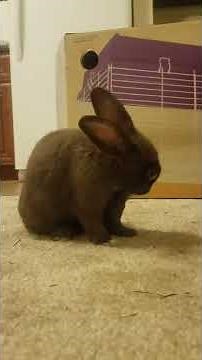Baby Bunny Farts so Loud He Scares Himself