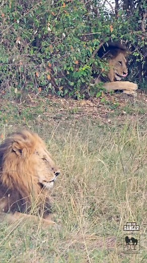 8.6K views · 10K reactions | Sala's males #nowfilming #lalashemaasaimara #luxurysafari To enquire about, or book, a safari at one of Lalashe Maasai Mara's Camps you can email reservations@lalashemara.com Call or WhatsApp +254727111195 or visit the website at www.lalashemara.com Download our brochures to learn more about the camps: www.lalashemara.com/brochures | Rob The Ranger Wildlife Videos | Facebook