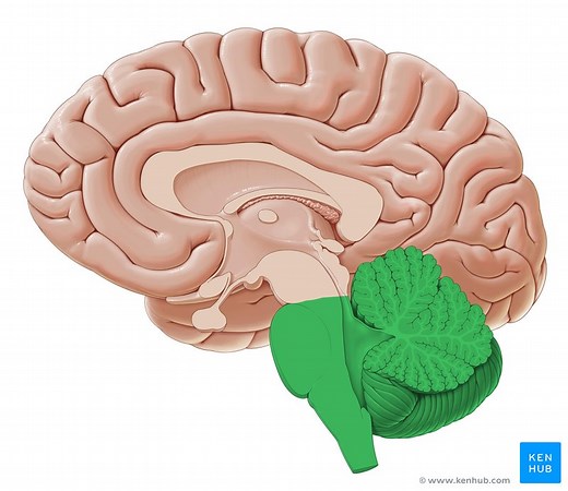 Hirnstamm (Truncus encephali)