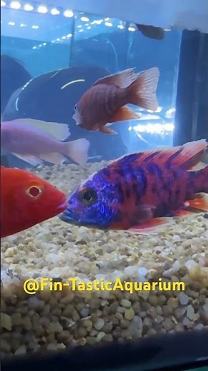 Exotic Cichlid Trends 2025 🐠 Must-See Rare & Colorful Aquarium Fish!