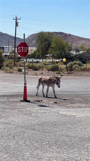 Only in #nevada 😀 Beatty is one of those desert towns where time slows down, detours turn into stories, and wild burros remind you that not everything needs to move so fast. #roadtrip #travel #hiking #vegastiktok