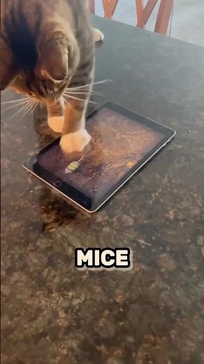 Cat Uses an iPad 😱