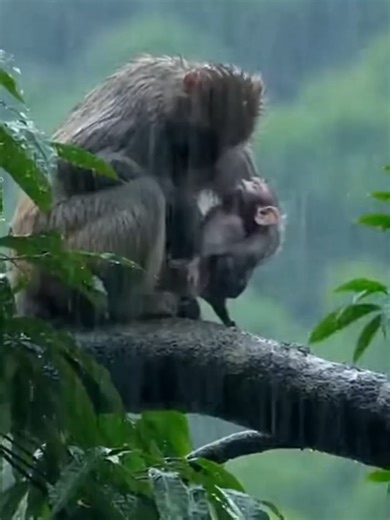 Charming Monkey Interactions with Other Animals