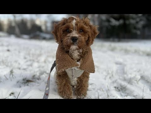A Calm Day with Teo 🐶 | Cavapoo Vlog