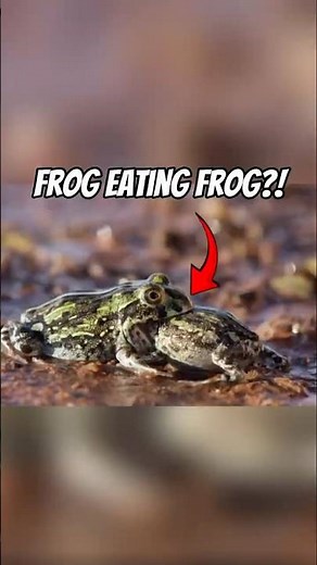 Meet 3 Frogs You Might Not Want To Mess With #animalfacts #animals #facts