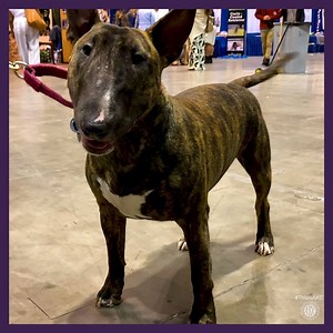 52K views · 334 reactions | You may recognize them thanks to Target commericals, but there's much more to learn about the Bull Terrier! | American Kennel Club | Facebook