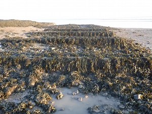 3K views · 64 reactions | On the eastern edge of the Black rock lave net fishing grounds we have the remains of the "New passage " ferry crossing pier foundations . It closed when the severn tunnel came in to service . late 1800s | Black rock lave net heritage fishery | Facebook