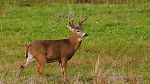Top 10 Public Hunting Lands in Delaware [Update 2024]